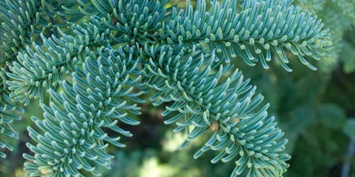 6ft Noble Fir Christmas Tree