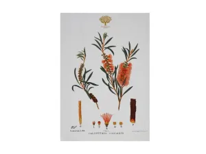 Maxwell & Williams Royal Botanic Garden Tea Towel 50x70cm Bottlebrush