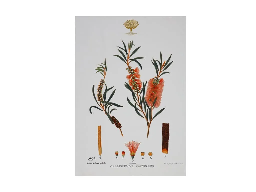 Maxwell & Williams Royal Botanic Garden Tea Towel 50x70cm Bottlebrush