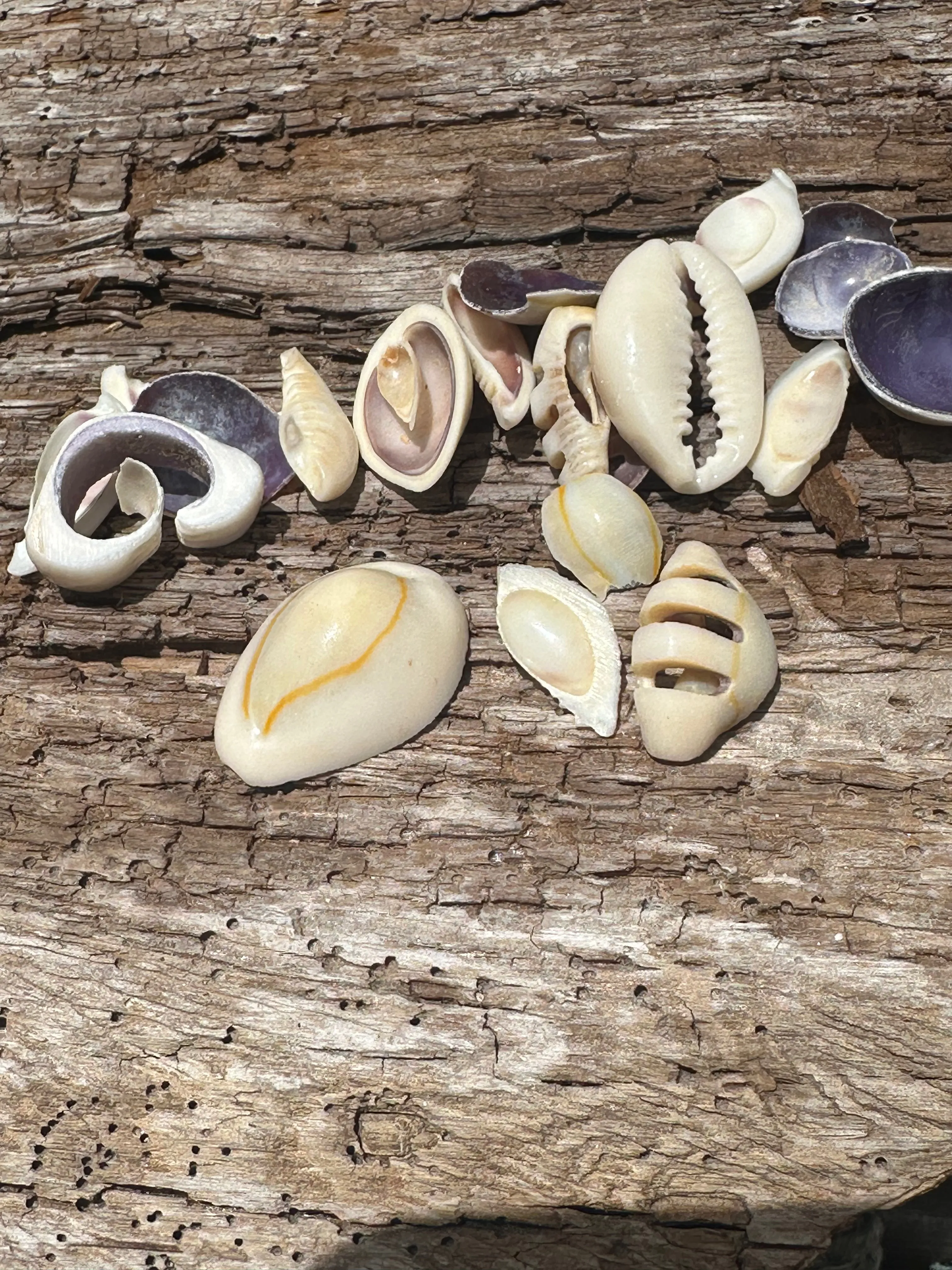 Sliced Cut Purple Cowry Shell