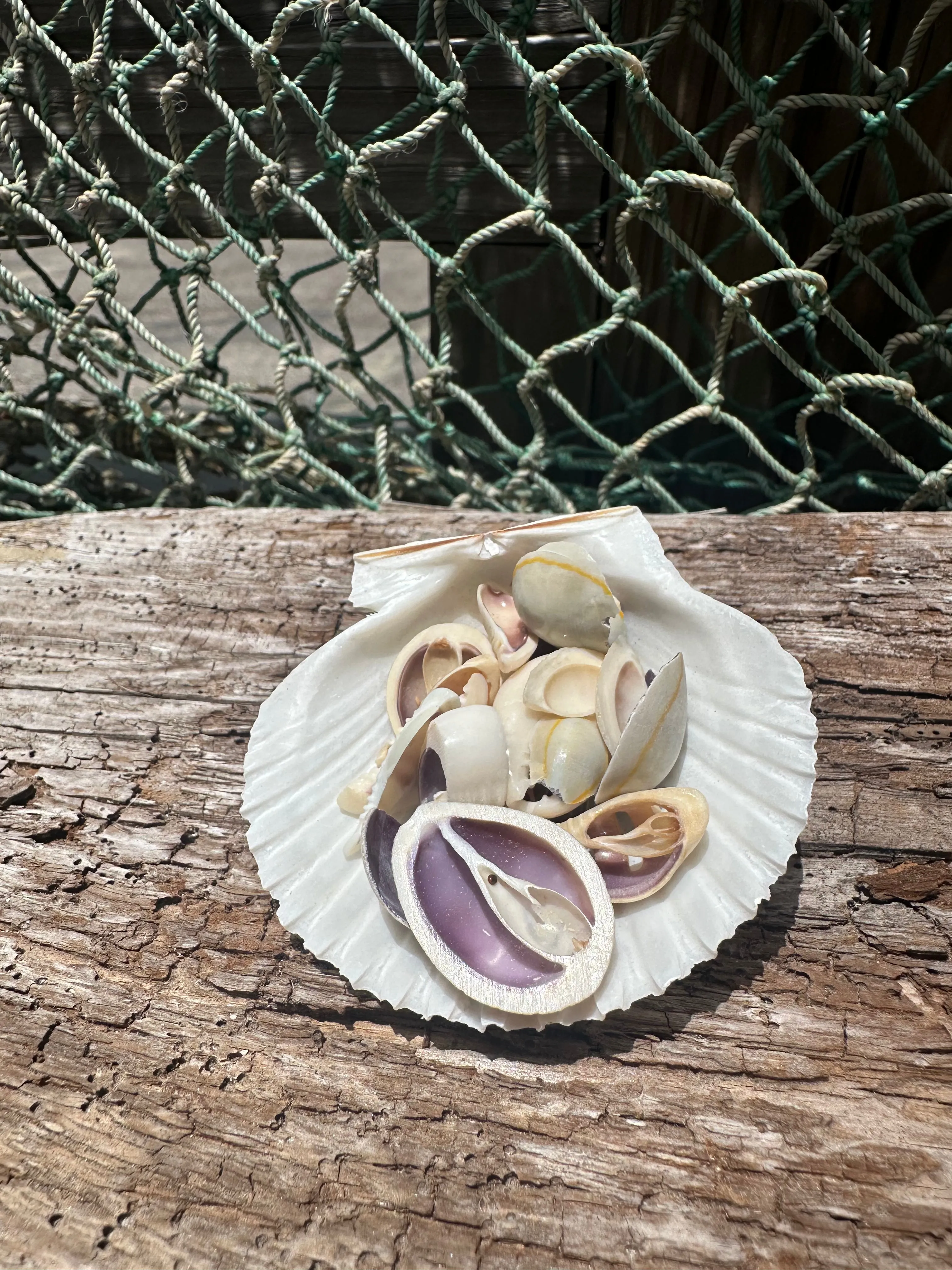 Sliced Cut Purple Cowry Shell