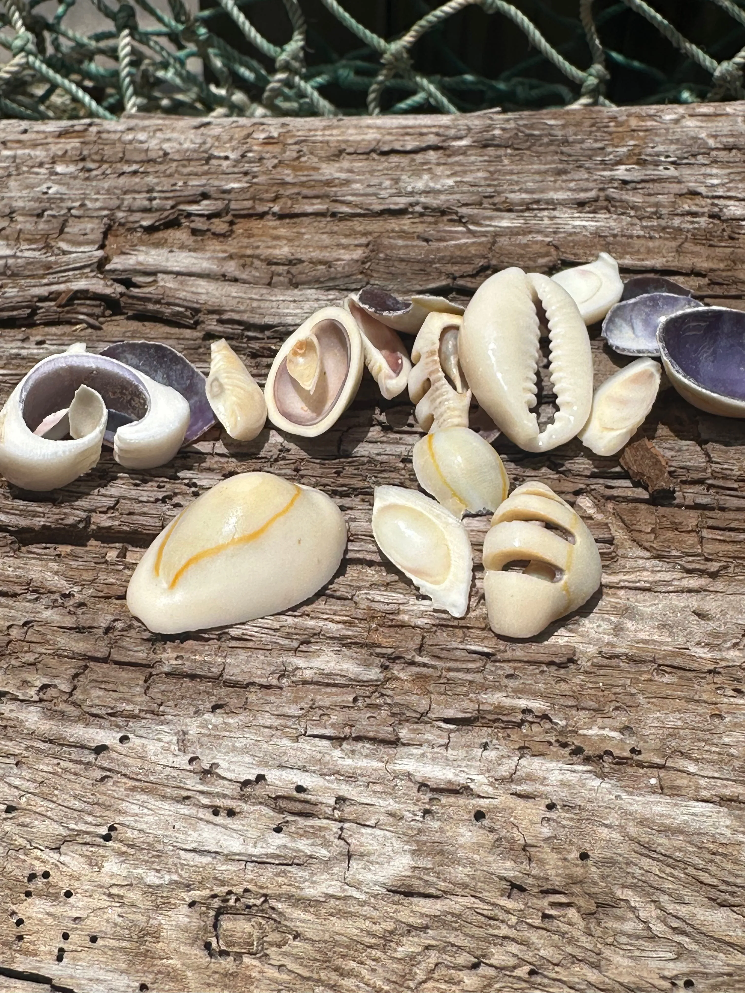 Sliced Cut Purple Cowry Shell